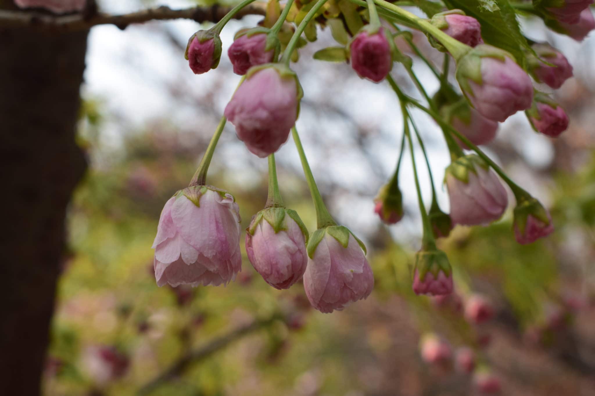 windows下安装ionic 安装失败