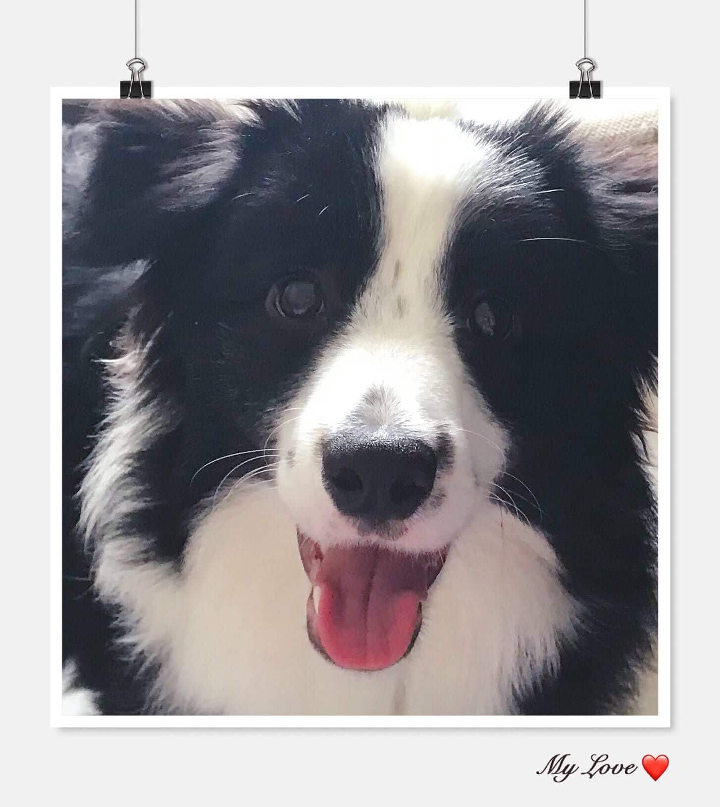 二狗第一次撒欢子